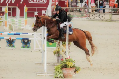 Cavalier franchissant un obstacle lors d'un concours de saut d'obstacles au centre équestre Equi 22 à Yffiniac