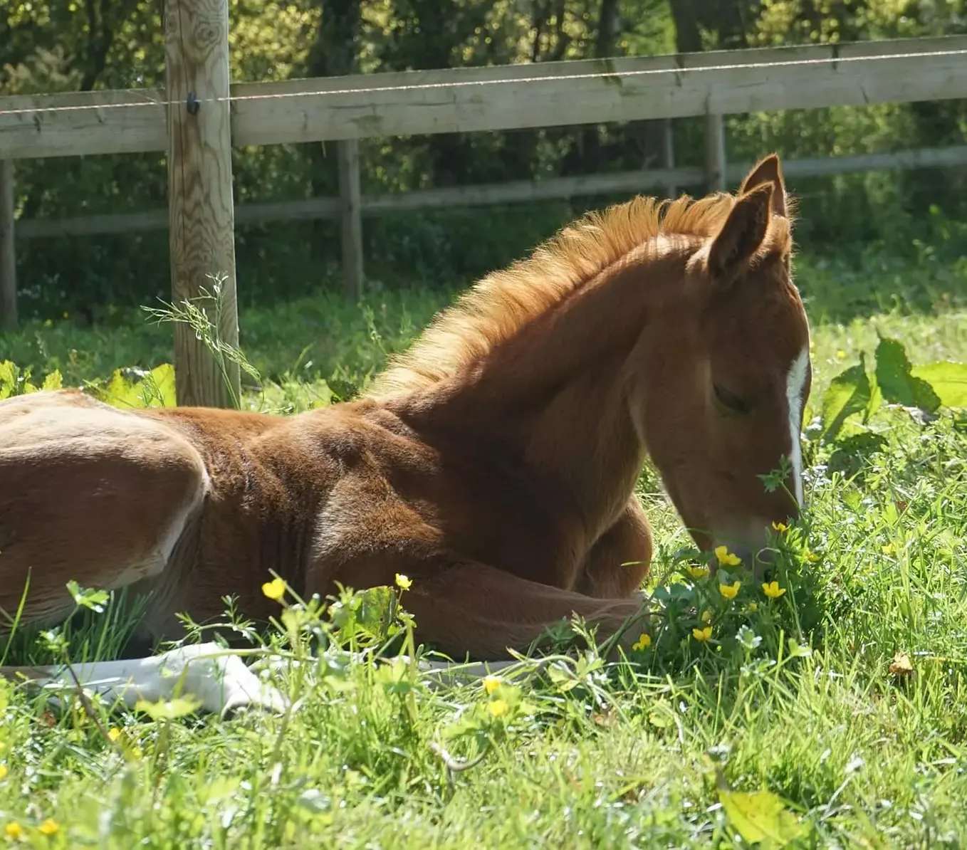 Jument et poulain dans un pré verdoyant au centre équestre Equi 22 à Yffiniac