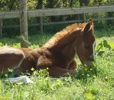 Jument et poulain dans un pré verdoyant au centre équestre Equi 22 à Yffiniac
