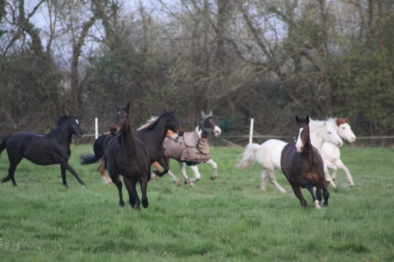 Paysage breton entourant le centre équestre Équi 22 à Yffiniac