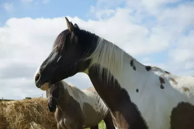 Photo de Flashy de Gouvix