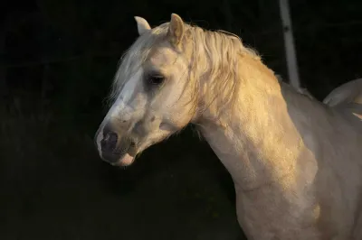 Photo de Graham des Mirys