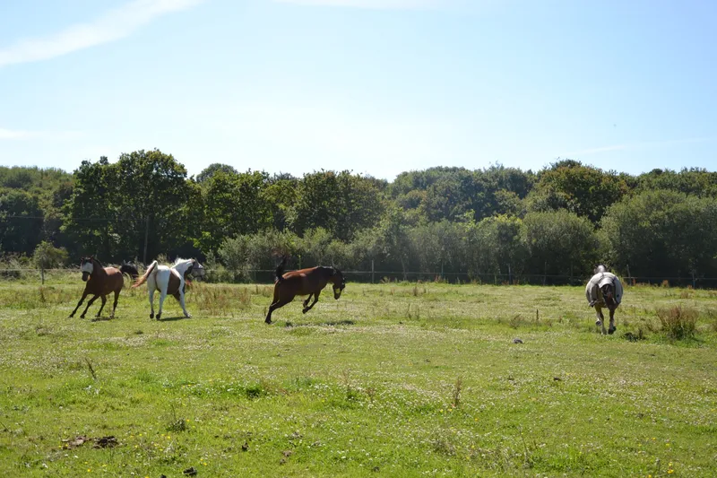 Chevaux au pré au centre équestre Équi 22 à Yffiniac