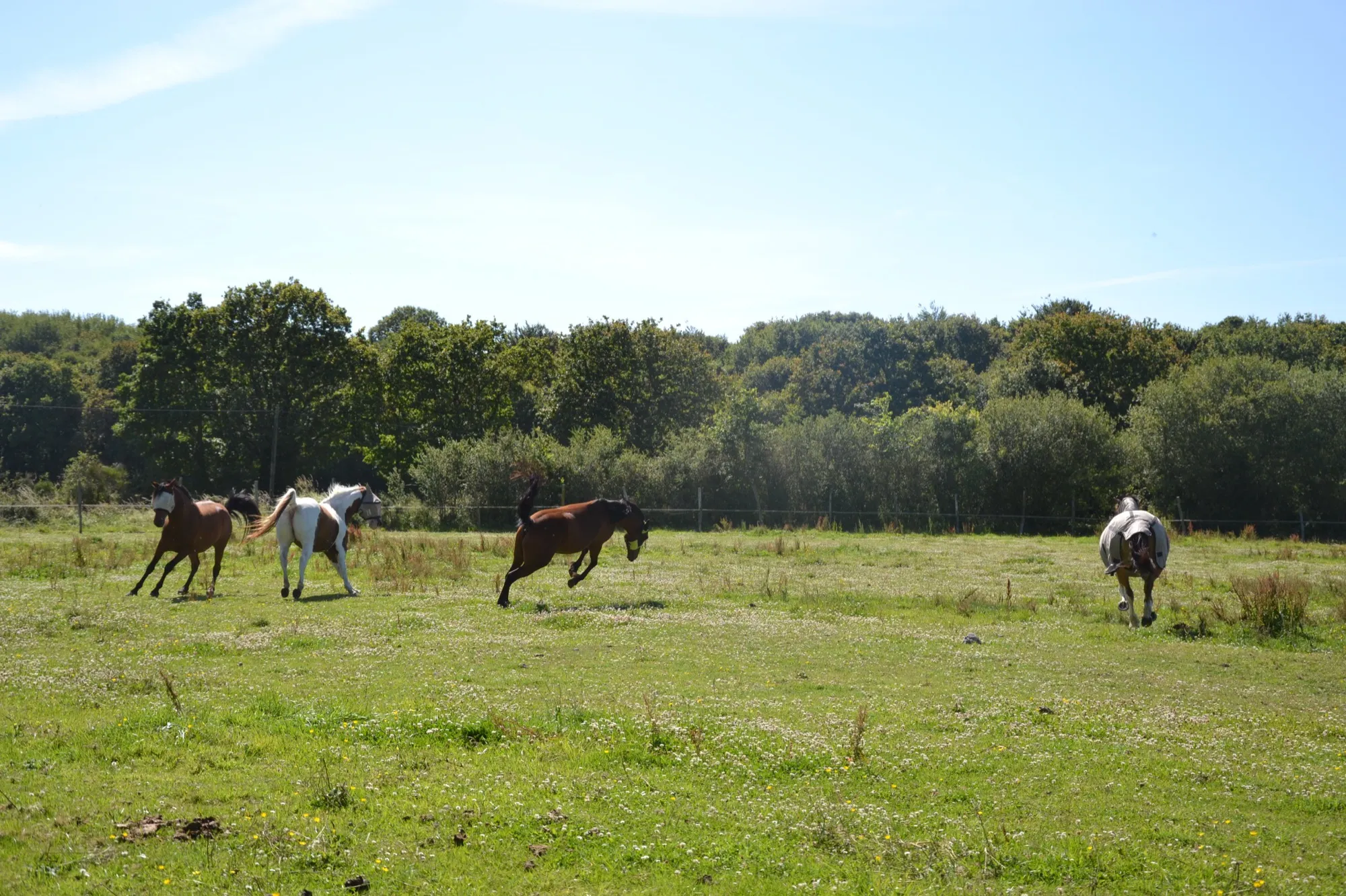 Chevaux au pré au centre équestre Équi 22 à Yffiniac, en Côtes-d'Armor