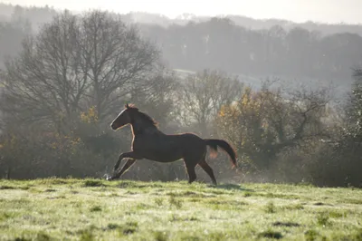 Installations de pension pour chevaux au centre équestre Equi 22 à Yffiniac
